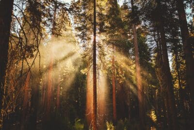 Sunlight coming through wooded landscape nature
