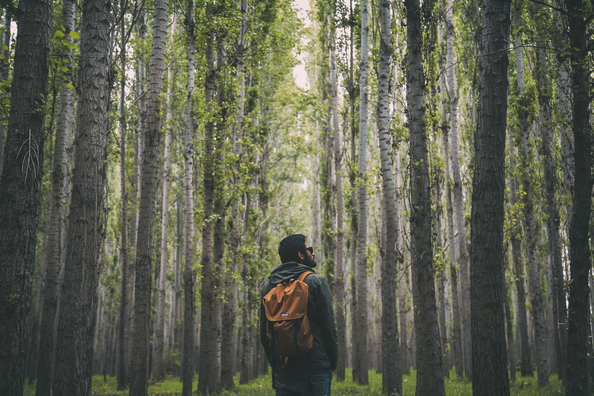 The Hike Image