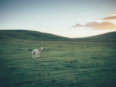Lamb sheep in green pasture being shepherded