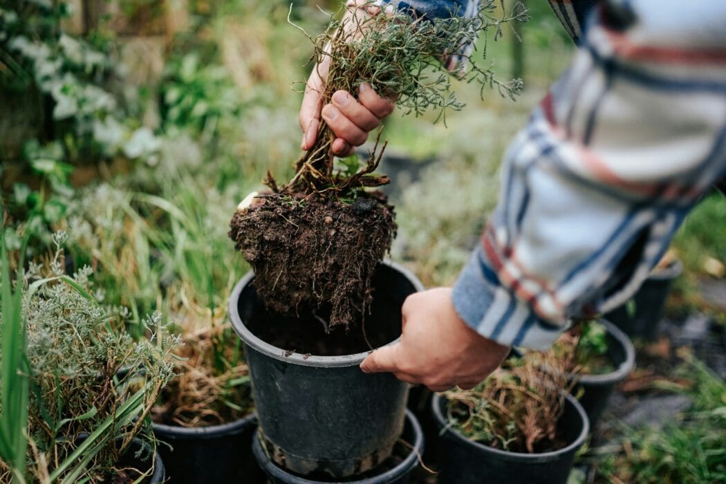 Plant Dirt Planting