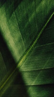 Green Texture