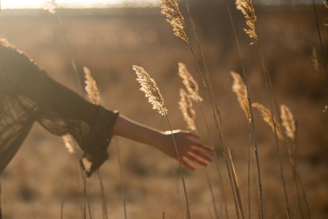 Hand Wheat Landscape