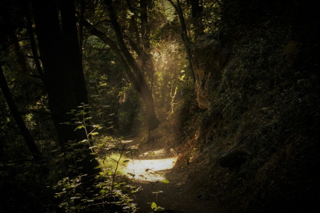 Light Darkness Forest