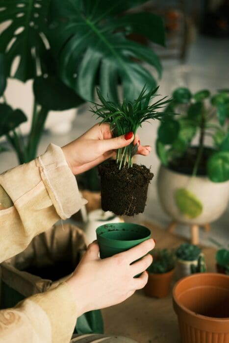 Plant Grow Gardening Gardener