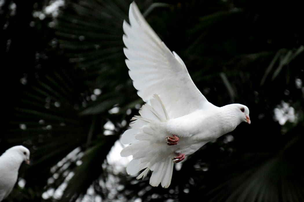 Holy Spirit White Dove Bird