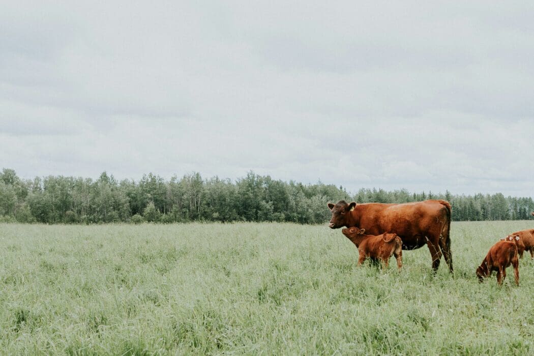 Farm land cows