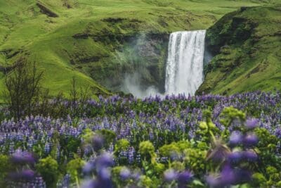 Paradise Waterfall Flower Field
