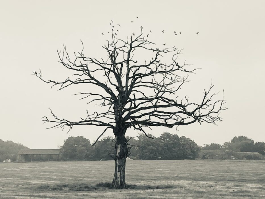 Death Tree Winter