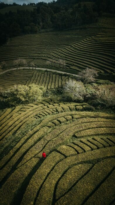 Labyrinth Maze Greenery