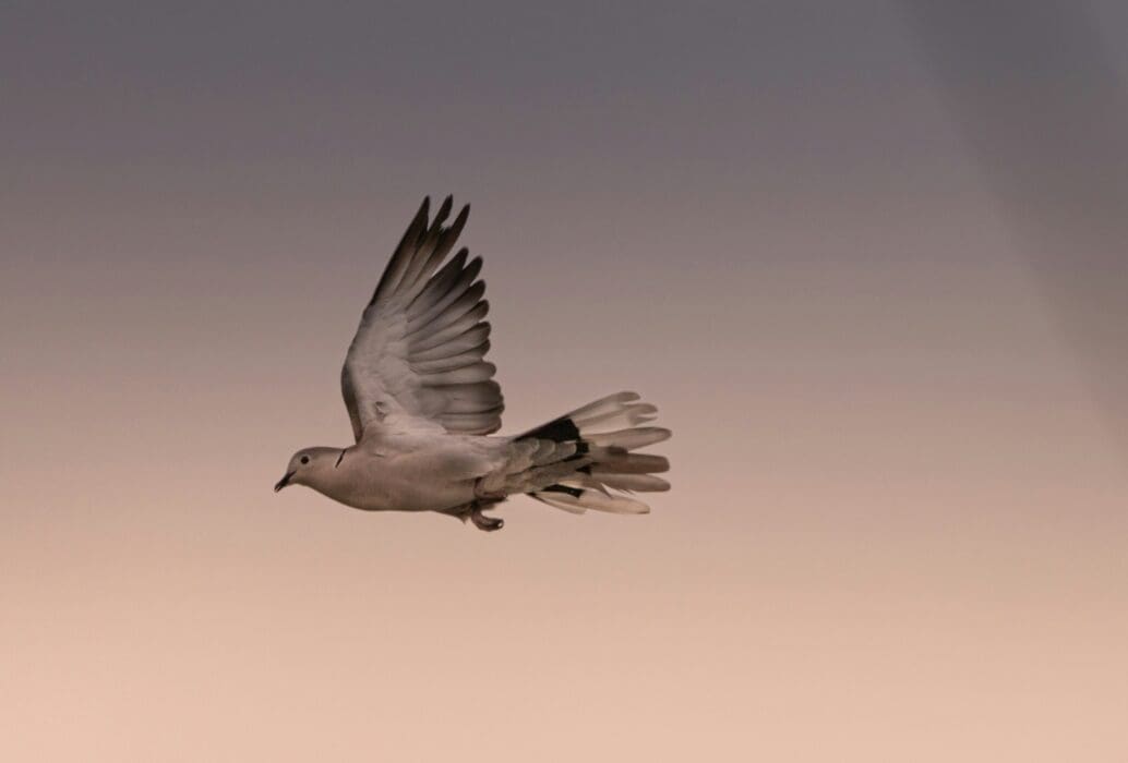 Dove Flying Sky