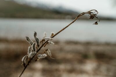 Dead Withered Flowers