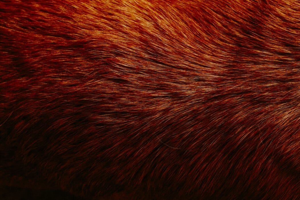 Red Animal Hair Pattern