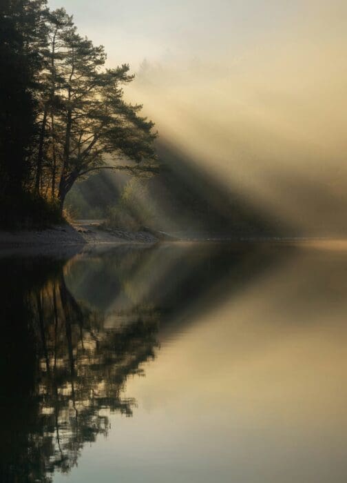 Trees Light Water Inspiring