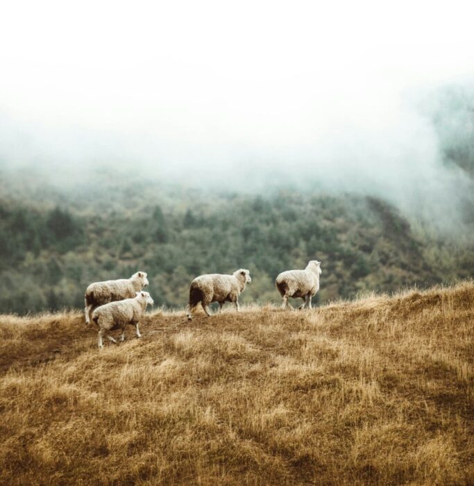 Sheep Mountain Shepherd