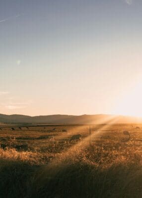 Light Nature Landscape Cows Cattle Farm