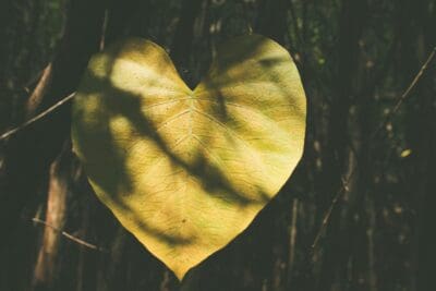 Heart Shaped Leaf