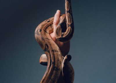 Snake Hand Serpent Sky Pet