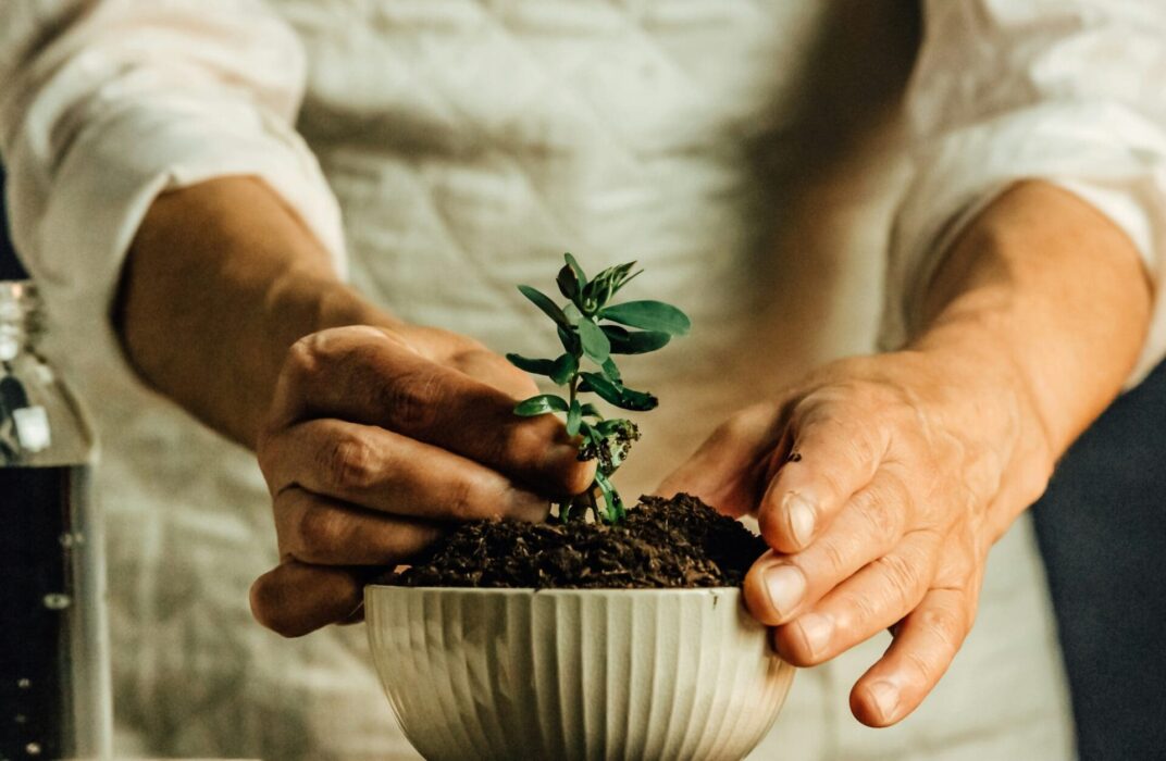 Plant Growing Sprout Planting Garden