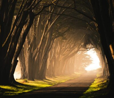 Woods Light in Darkness Path