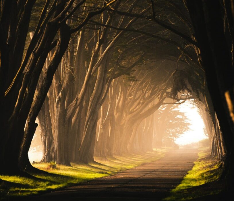 Woods Light in Darkness Path