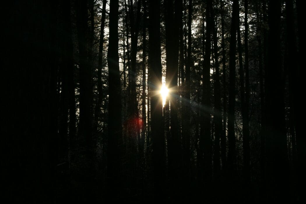 Woods Darkness Light
