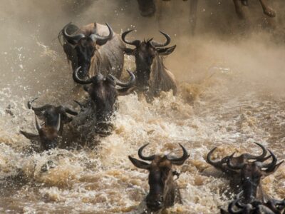 Wild Animals