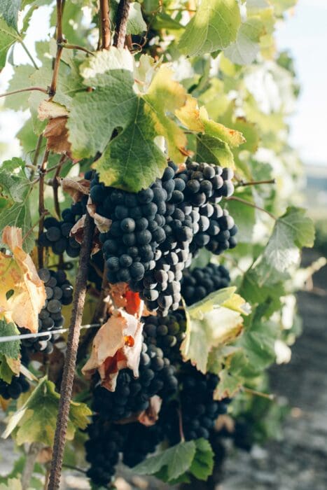 Grapes Vineyard