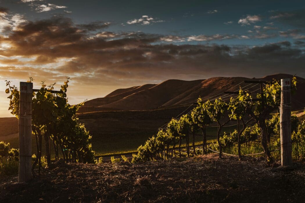 Vineyard Landscape
