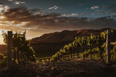 Vineyard Landscape