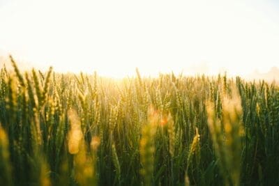 Field Harvest