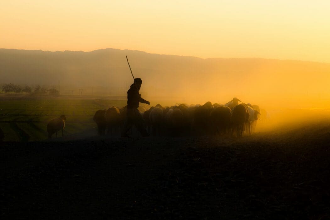 Shepherd Walking