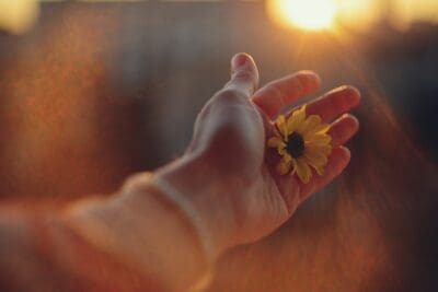 Hand Holding Flower in Sunlight