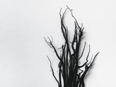 Black Seeping Into White