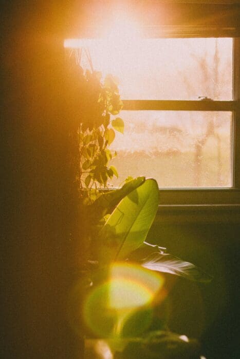 Sunlight Plants Window