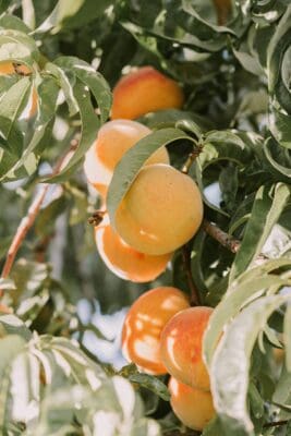 fruit tree; harvest; flourishing; growth