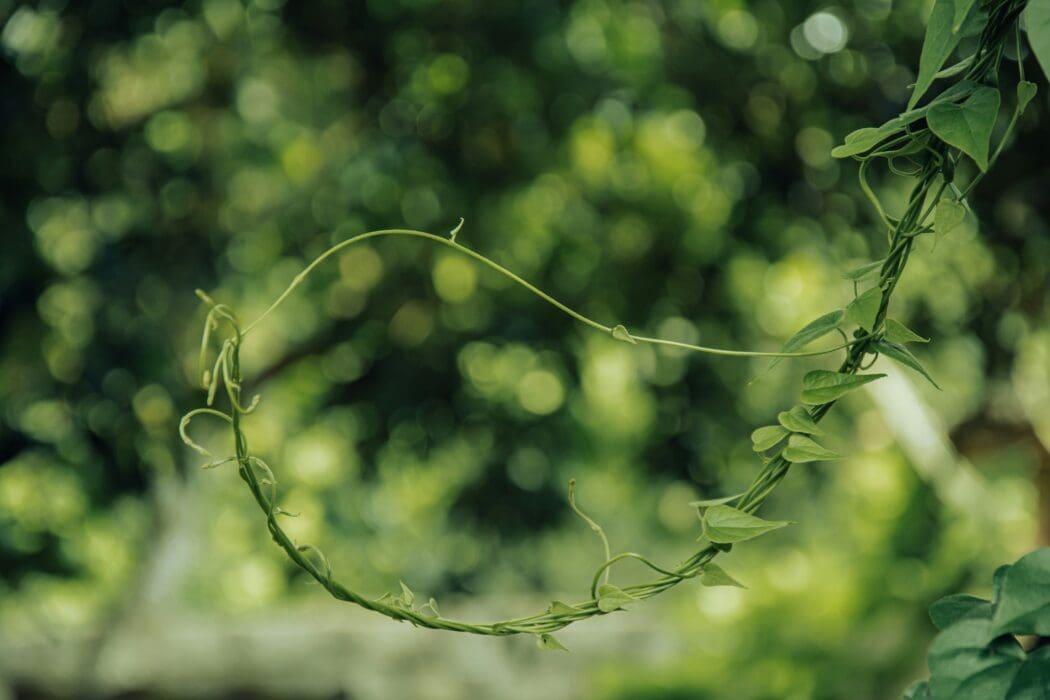 Greenery nature