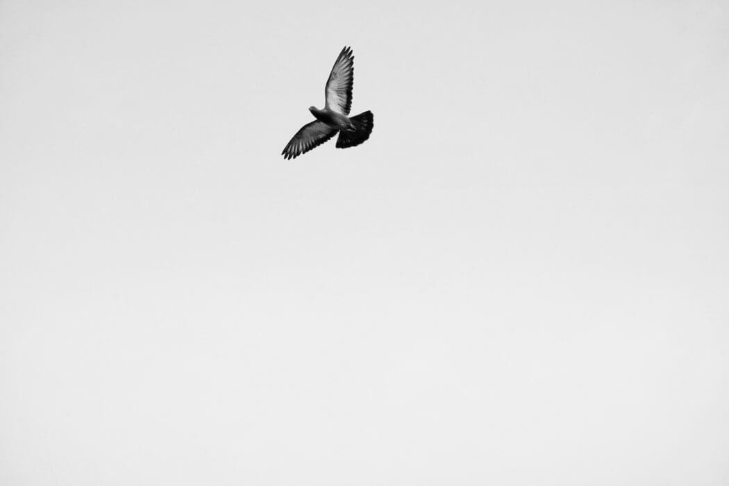 airplane wing; soaring; sky clouds; purpose