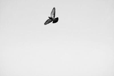 airplane wing; soaring; sky clouds; purpose