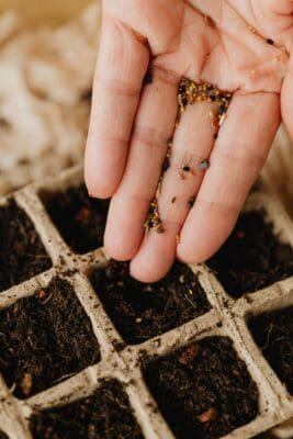 farming; seedling; growth; cultivated field