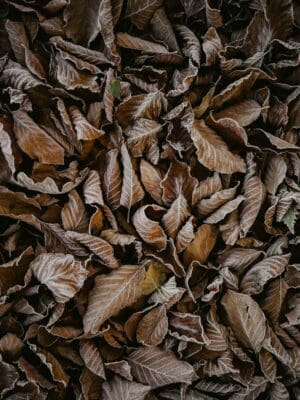 Frost-rimmed dead leaves blanketing the ground, a picture of decay inherited from birth.