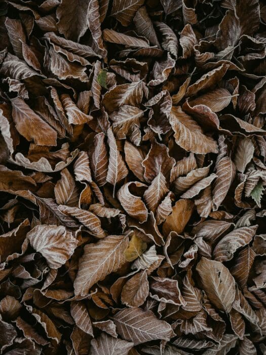 Frost-rimmed dead leaves blanketing the ground, a picture of decay inherited from birth.