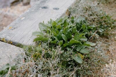 A green plant pushing up through a crack in stone and wood, hinting at hope beyond present suffering.