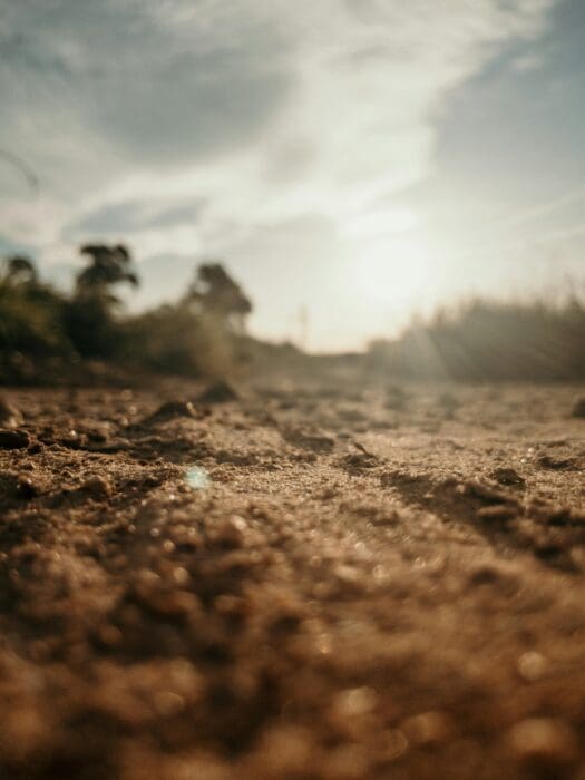 Sunlit dirt road at ground level with blurred trees, picturing Adam's original, natural uprightness.