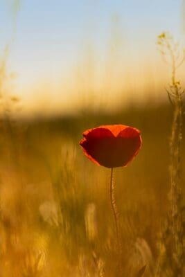 A single red poppy glowing backlit in a golden field at sunset, a tender picture of love revealed.