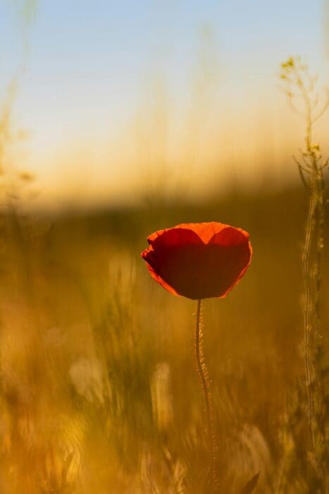 A single red poppy glowing backlit in a golden field at sunset, a tender picture of love revealed.
