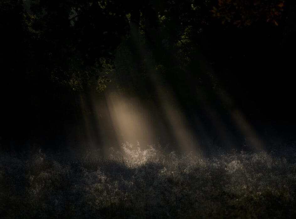 Sunbeams piercing dark trees onto misty undergrowth, a picture of light breaking into death.