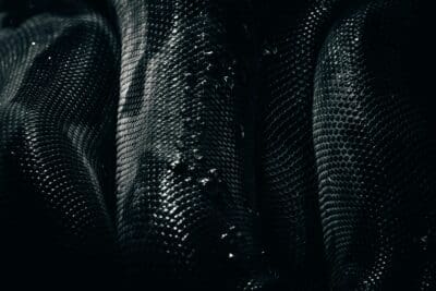 Dark, glistening snake-like scales close up, echoing the serpent's temptation of Eve in the garden.